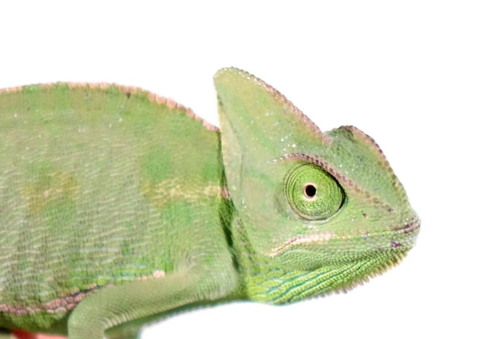 6-8 Inch Veiled Chameleon