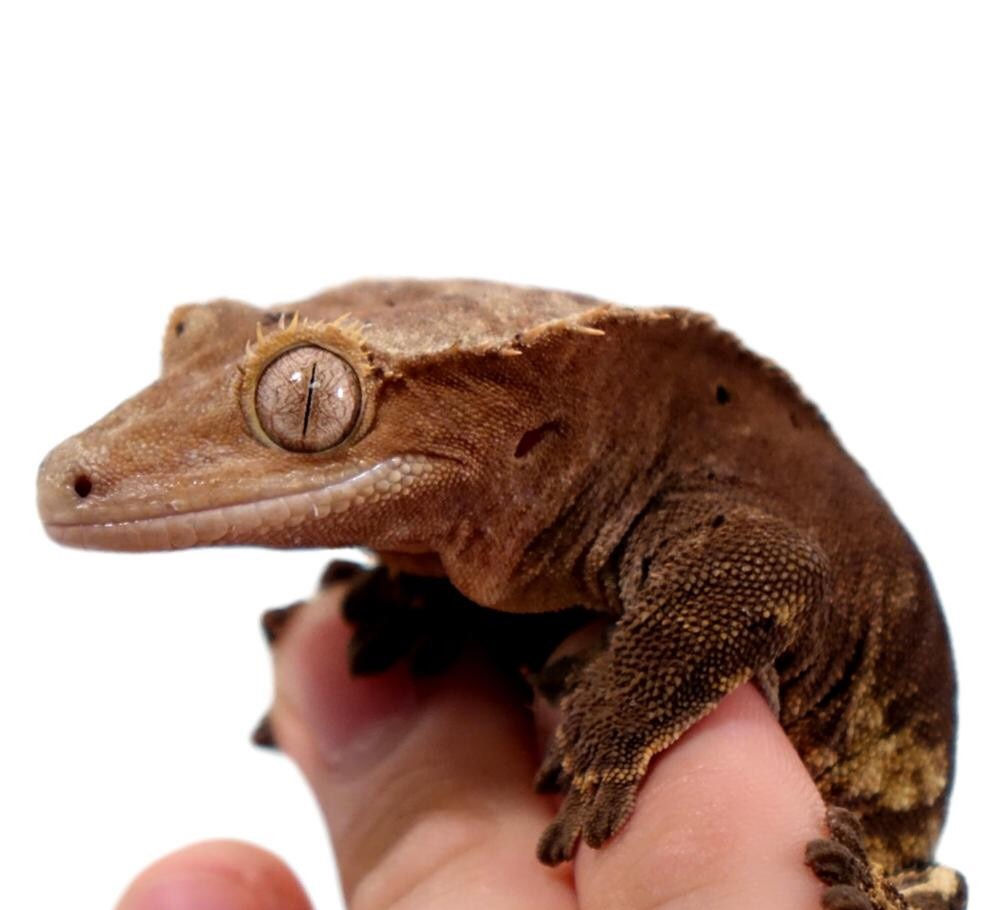 Adult Harlequin Crested Gecko