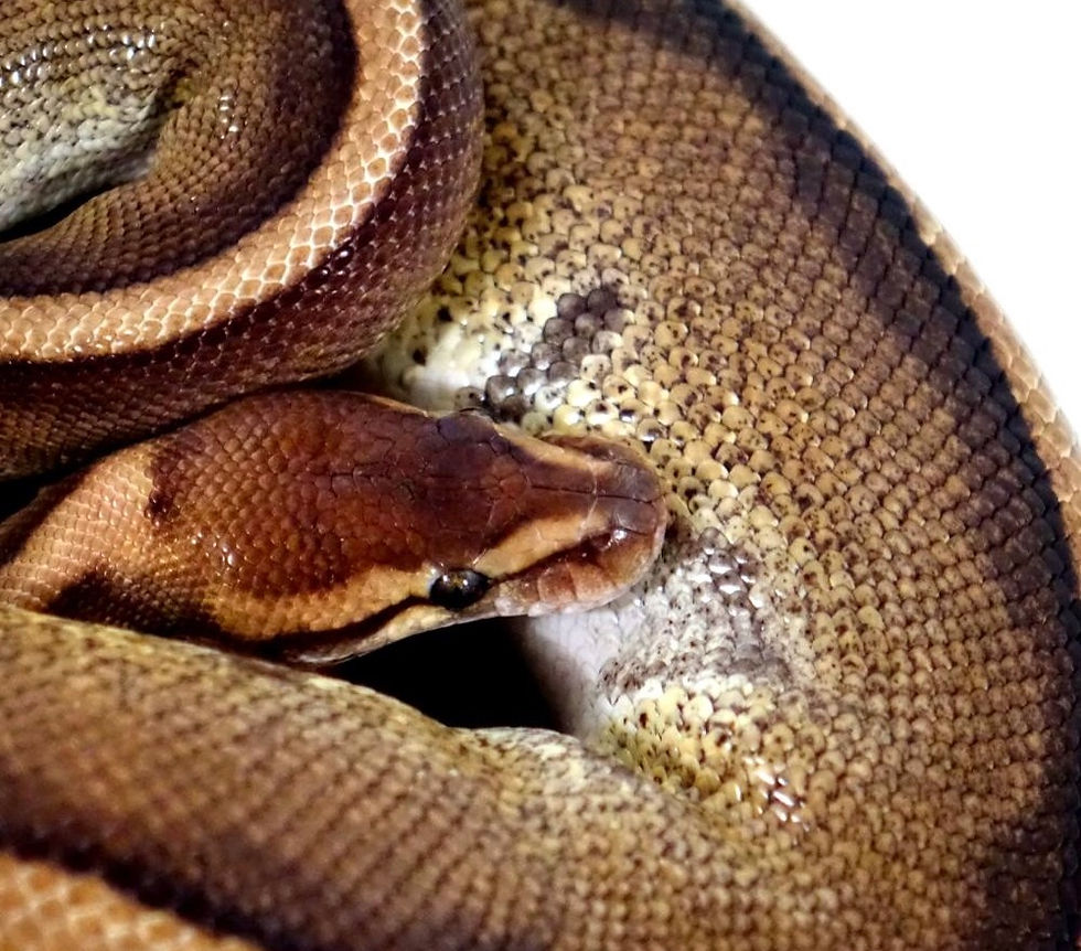 Thumbnail: Genetic Stripe Ball Python