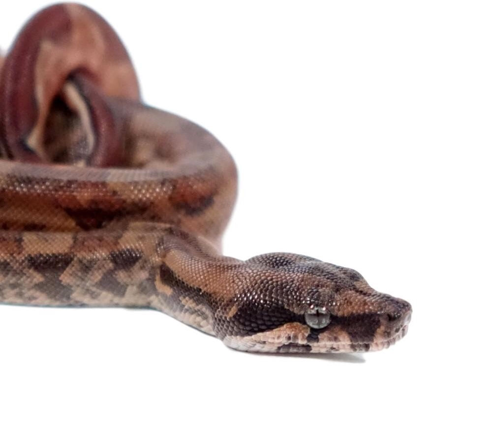 Baby Hypo IMG Colombian Redtail Boa