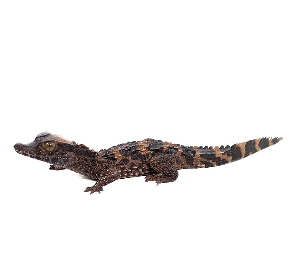 Thumbnail: Smooth-Fronted Caiman