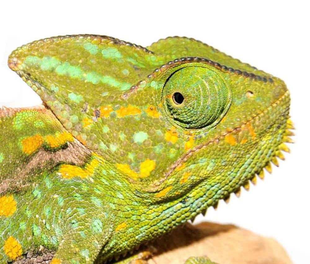 4-5 Inch Veiled Chameleon