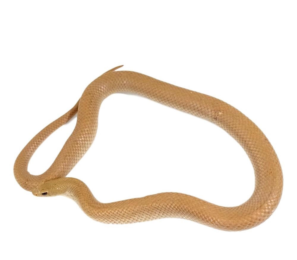Blond Hognose Snake