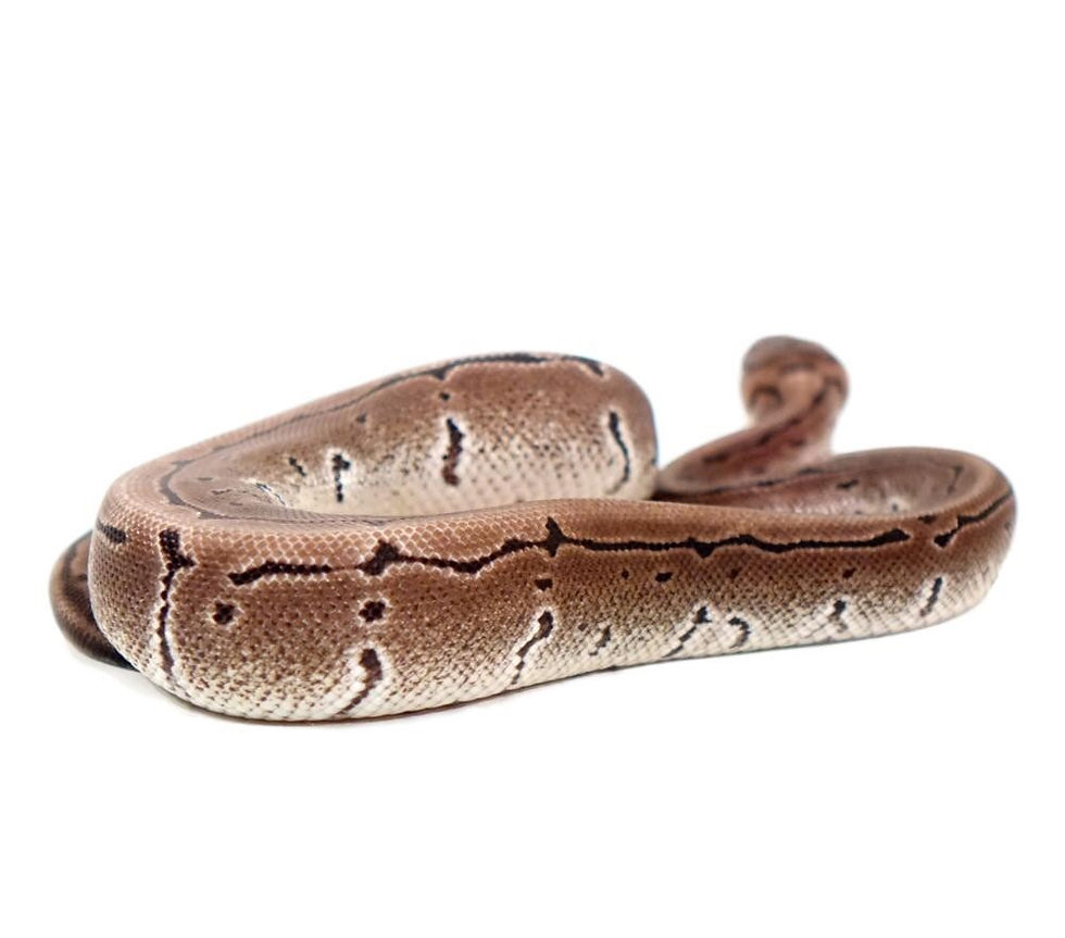 Thumbnail: Yearling VPI Axanthic Pinstripe Ball Python