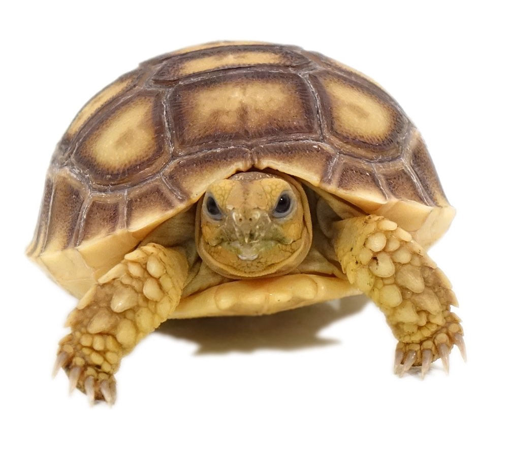 Baby Sulcata Tortoise