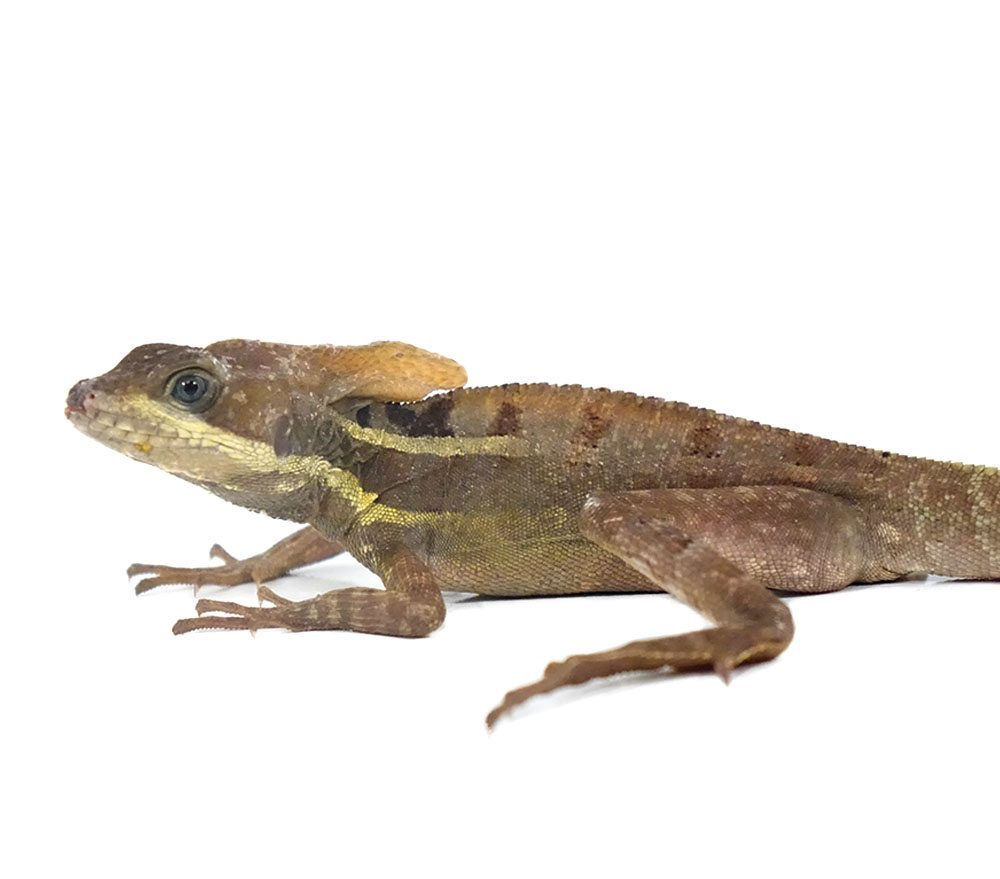 Brown Basilisk