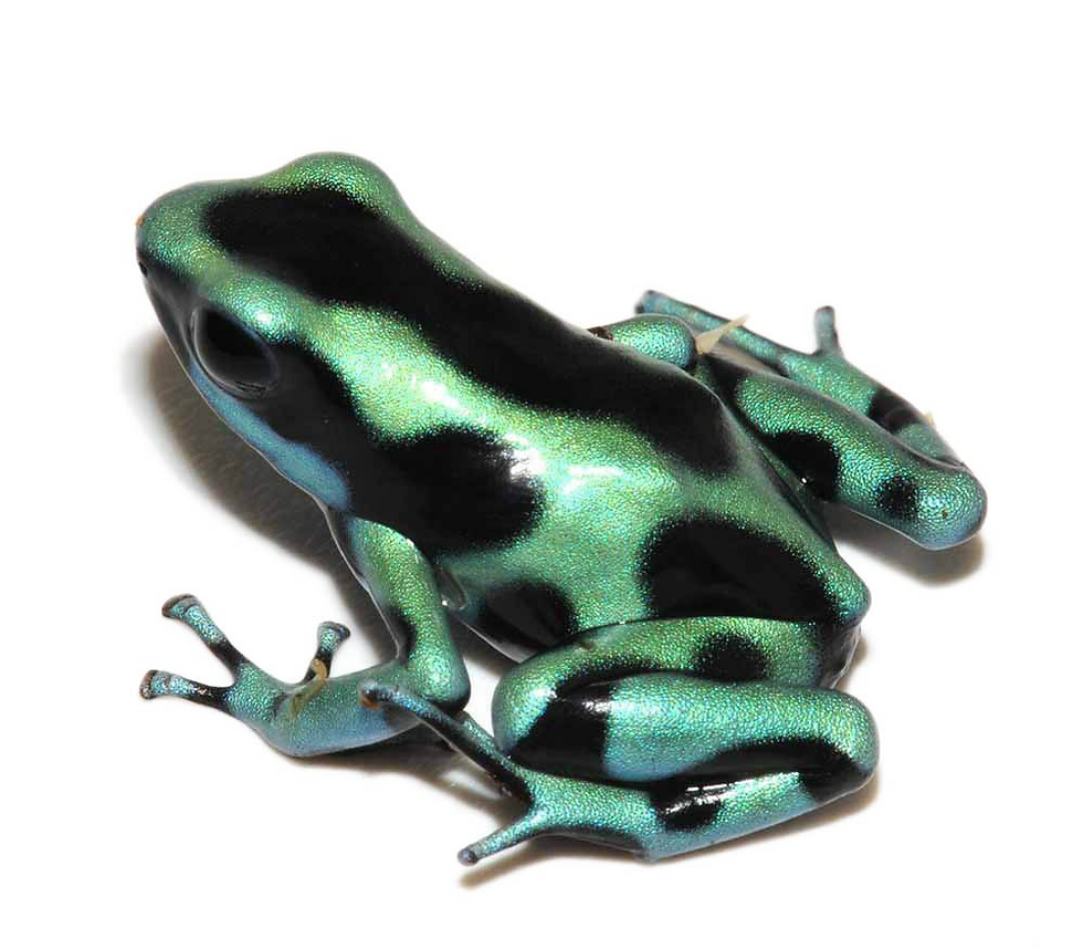 Thumbnail: Green & Black Auratus Dart Frog