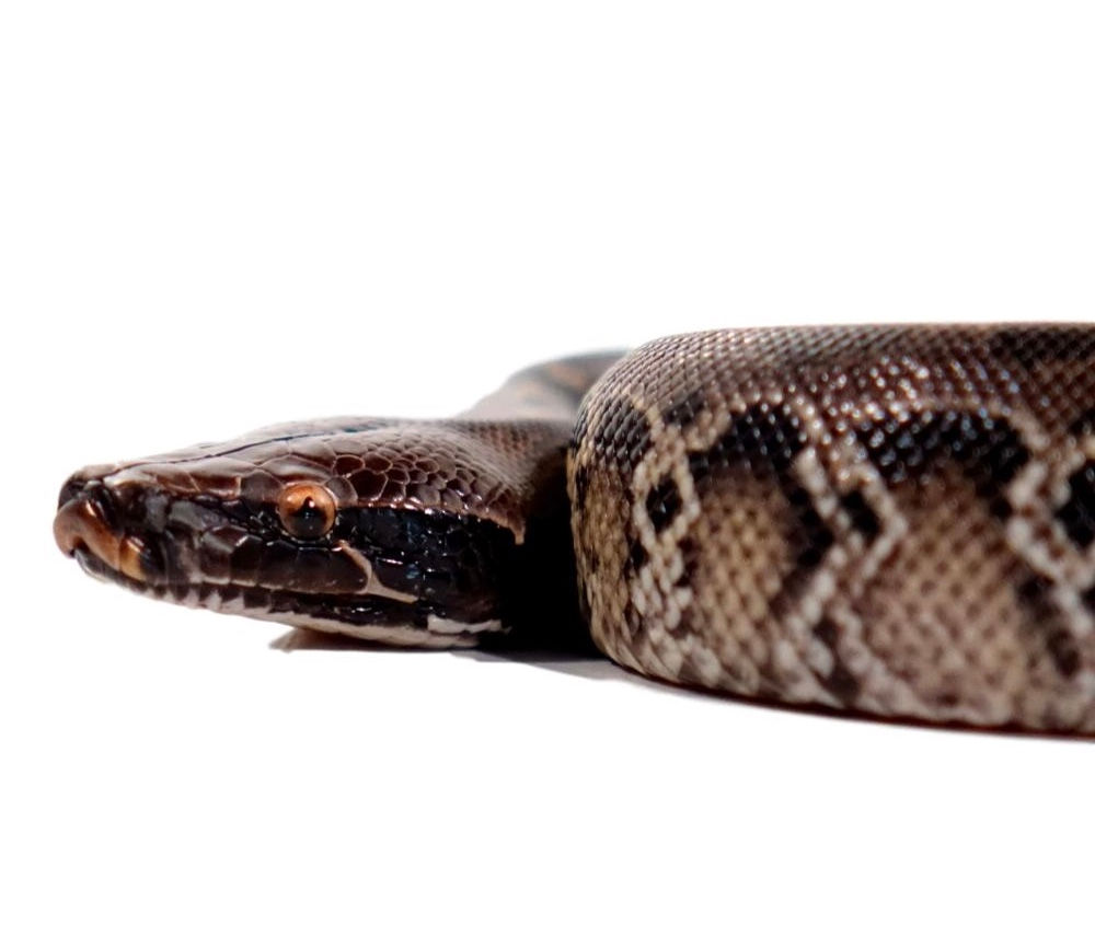 Baby Sumatran Short Tail Python