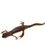Thumbnail: Eastern Newt