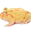 Thumbnail: Albino 4 Spot Patternless Pacman Frog