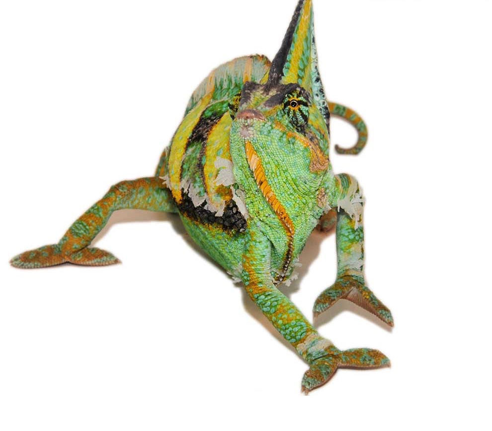 9 to 11 Inch Veiled Chameleon