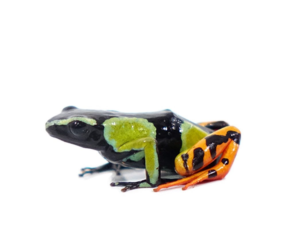 Painted Mantella