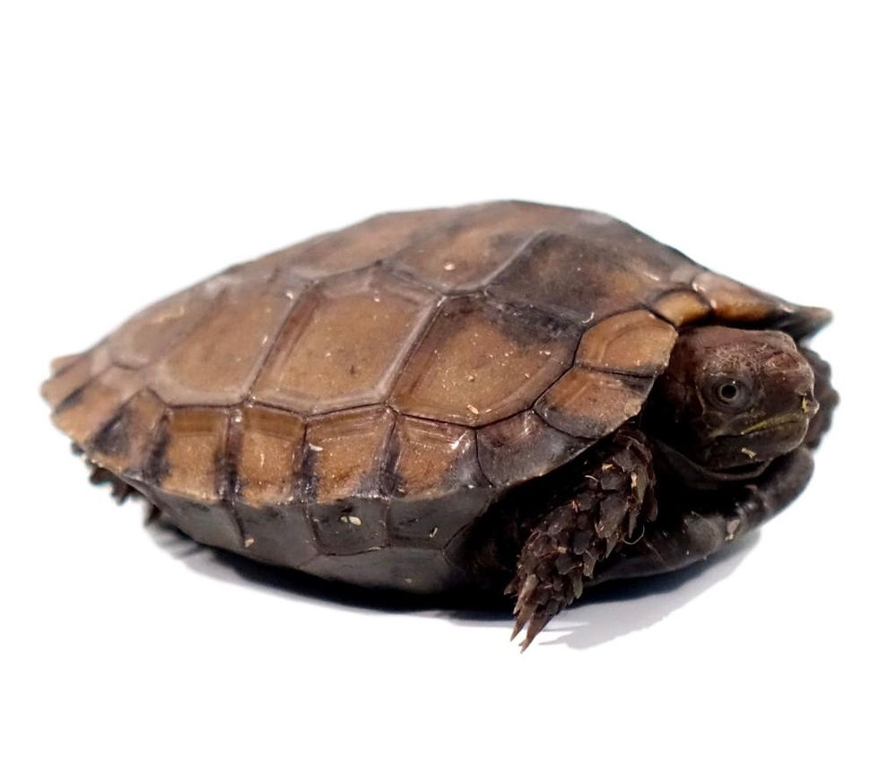 Thumbnail: Baby Burmese Black Mountain Tortoise