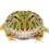 Thumbnail: Ornate Pacman Frog