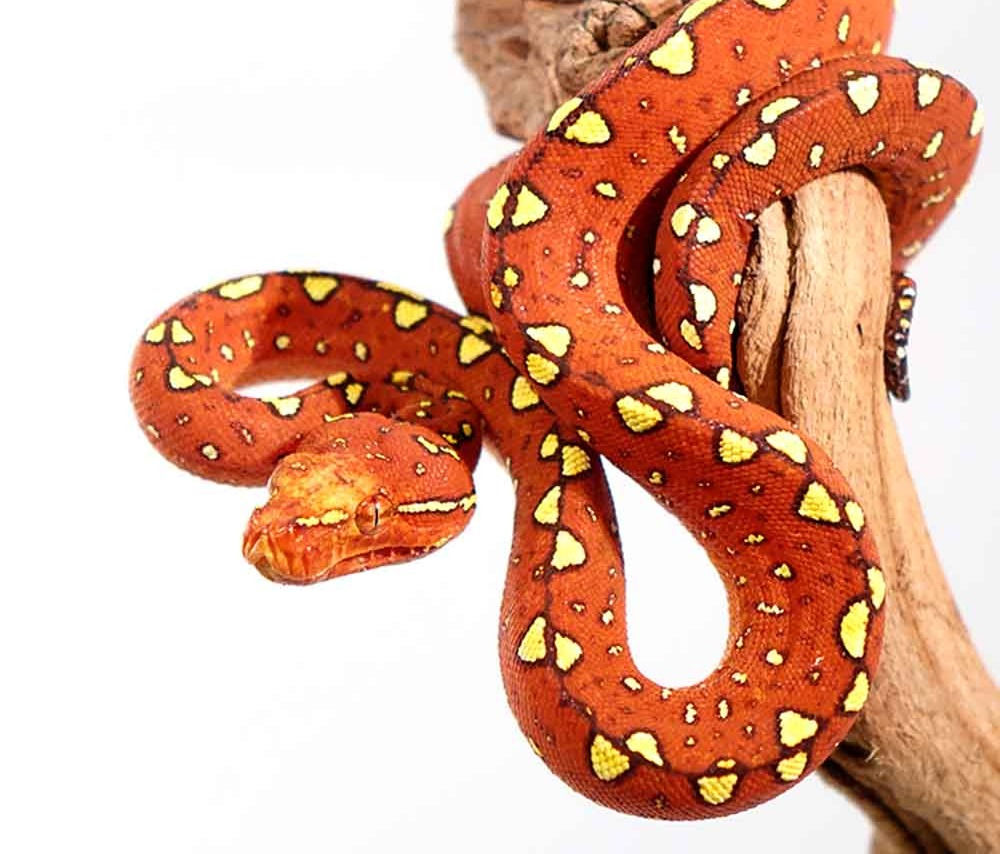 Baby Biak Green Tree Python