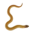 Thumbnail: Baby Purple Line Super Anaconda Hognose Snake