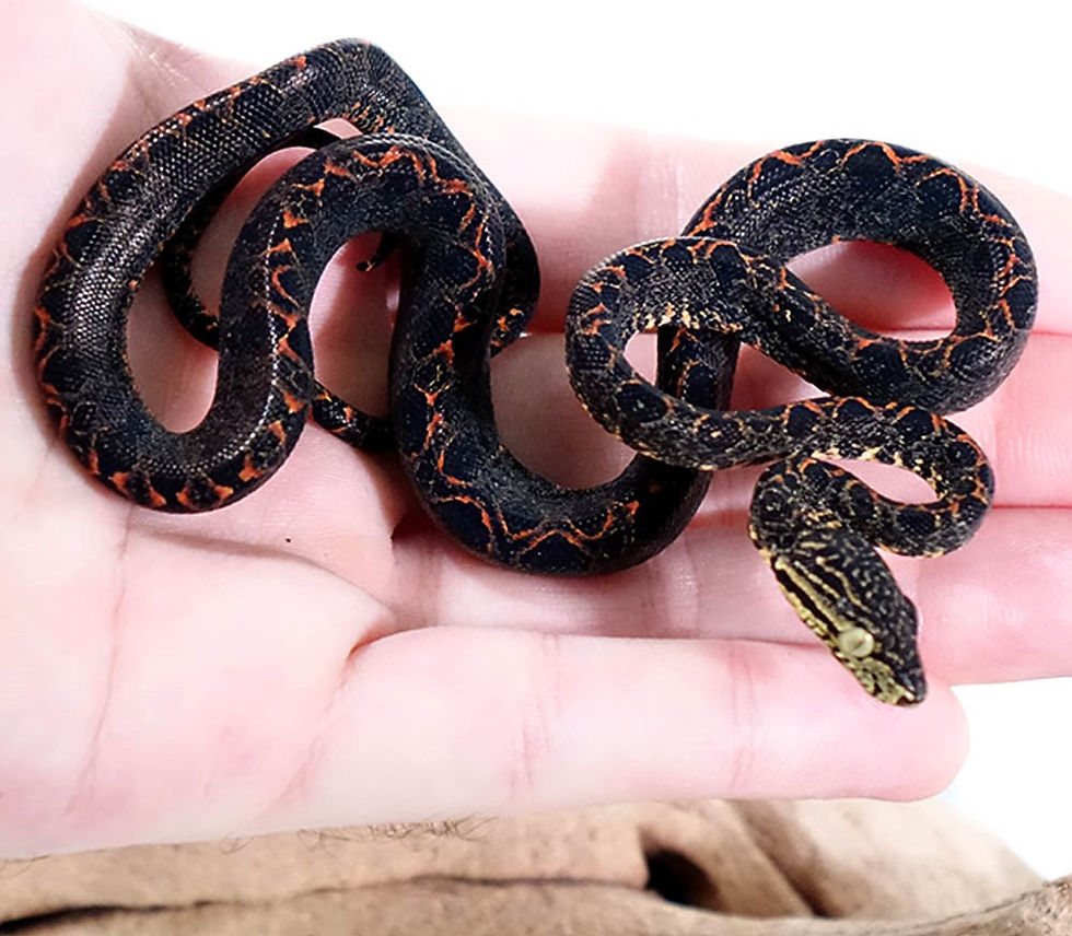 Thumbnail: Baby Amazon Tree Boa