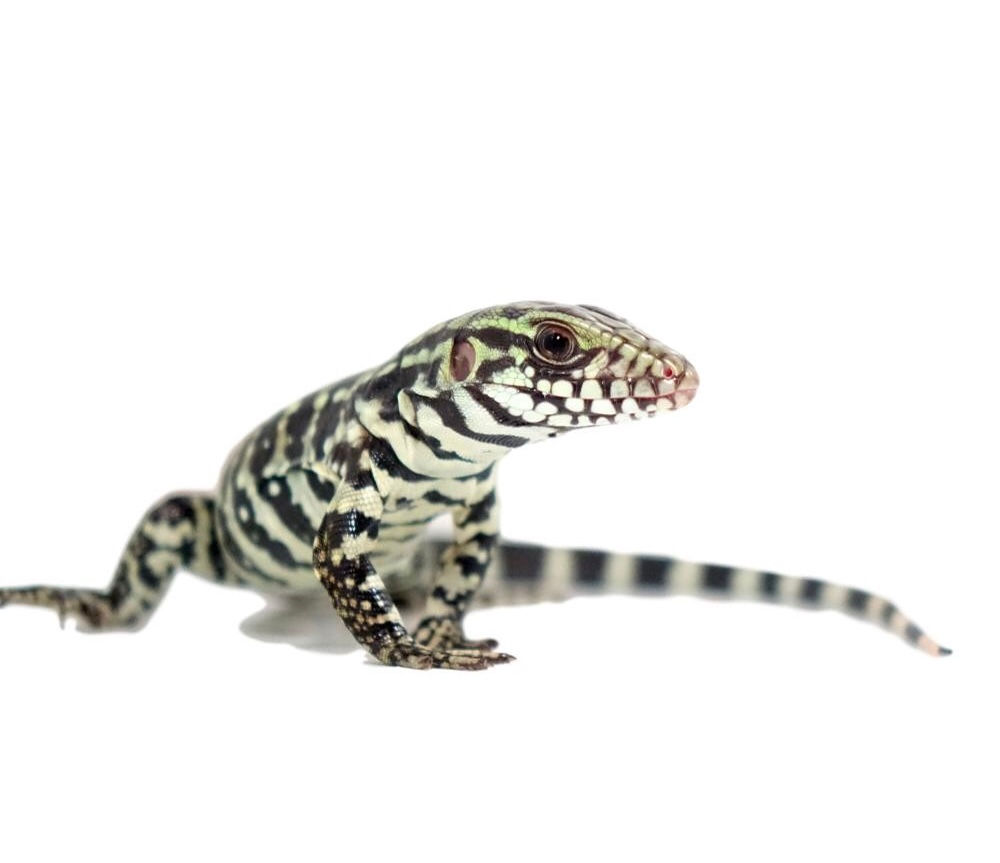 Baby Merica Tegu