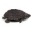 Thumbnail: Baby Stinkpot Musk Turtle