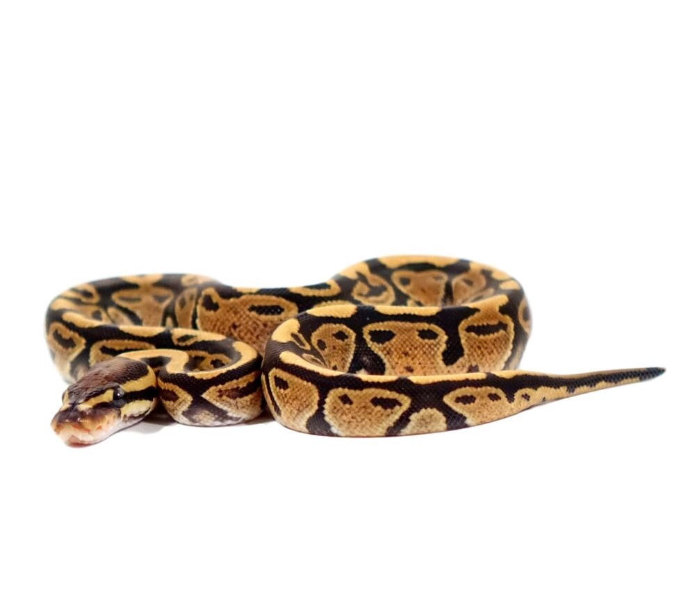 Baby Fire Yellowbelly Ball Python