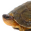 Thumbnail: Baby Furrowed Wood Turtle