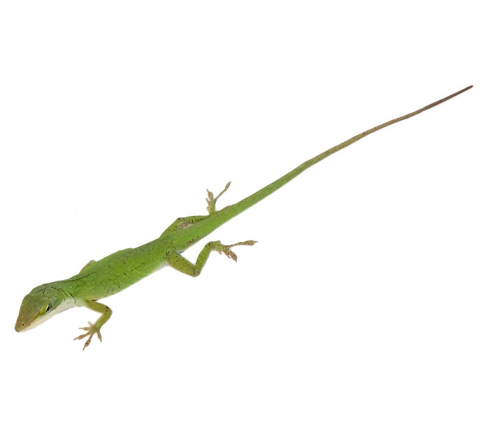 Thumbnail: Green Anole