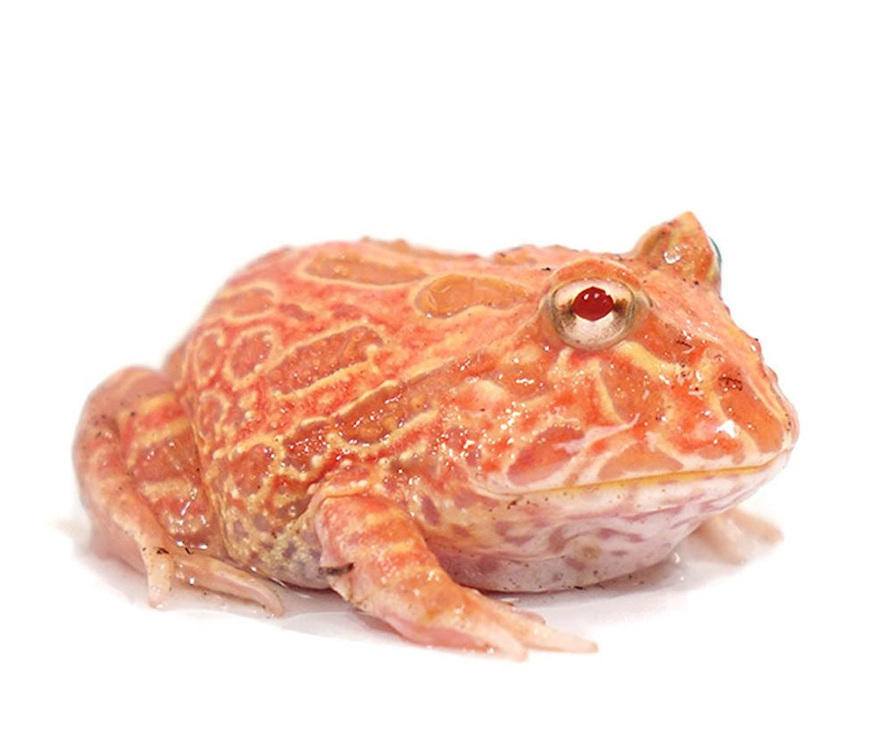 Thumbnail: Strawberry Pineapple Pacman Frog