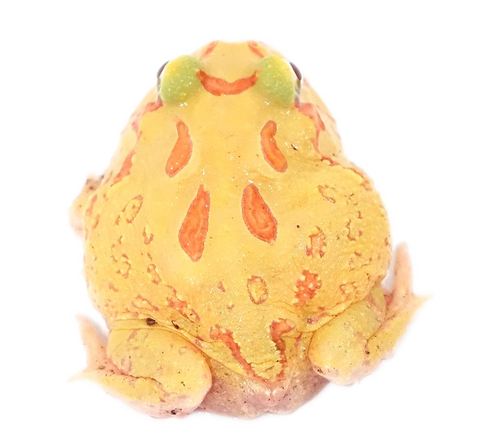 Thumbnail: Albino 4 Spot Patternless Pacman Frog