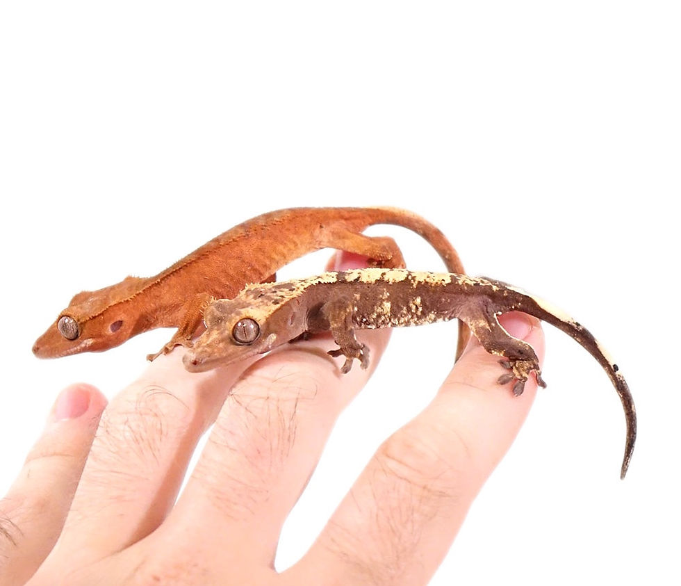 Thumbnail: Juvenile Premium Crested Gecko