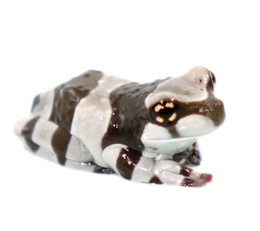 Amazon Milk Frog