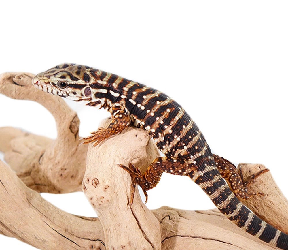 Baby Argentine Red Tegu