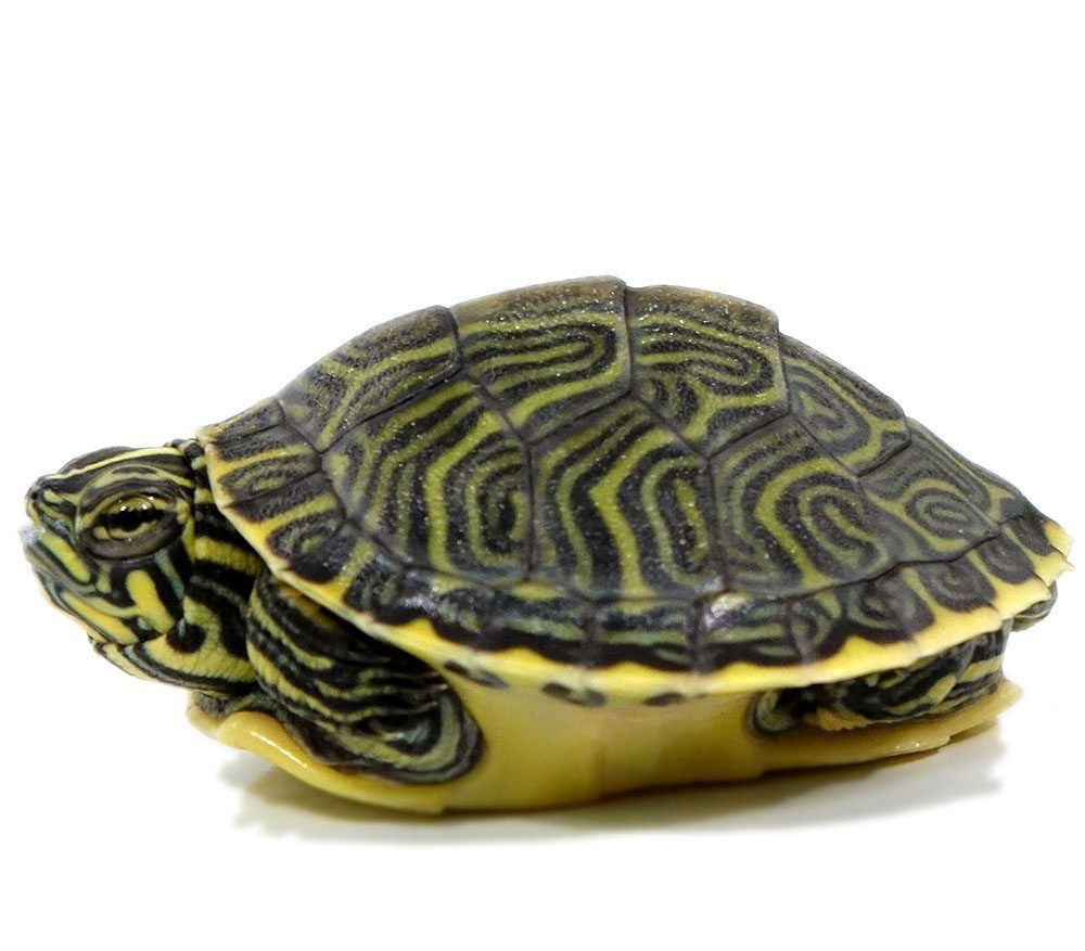 Peninsula Cooter Turtle