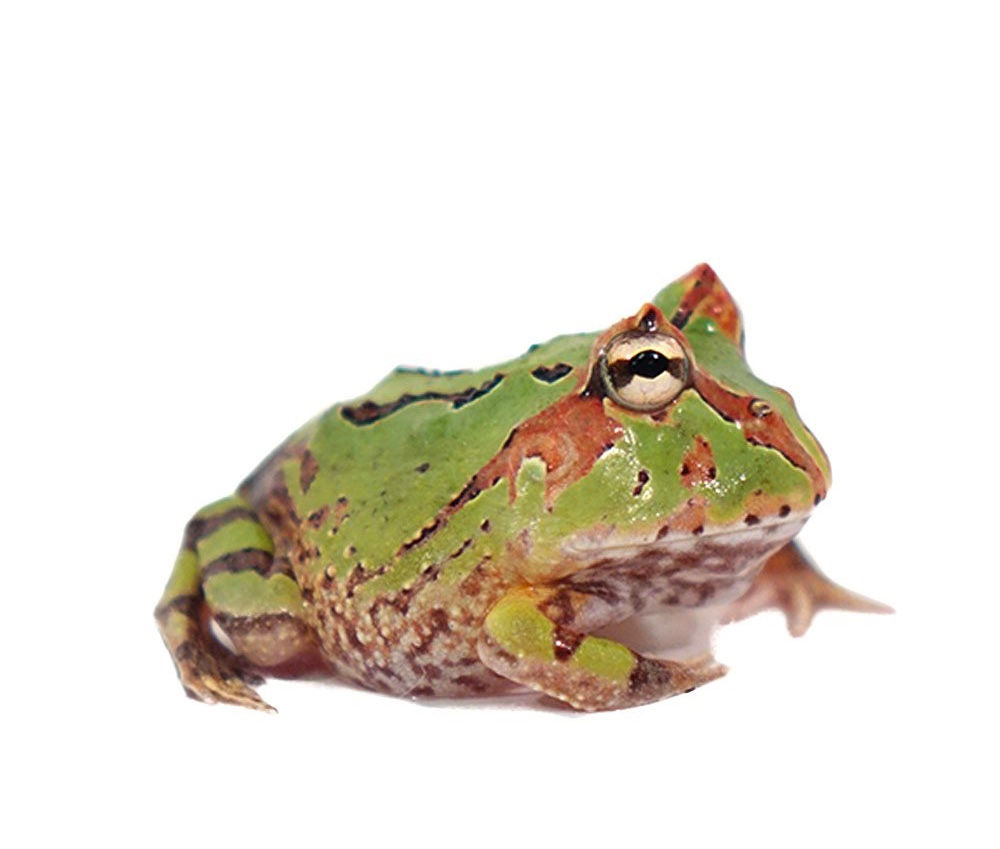 Green Fantasy Pacman Frog