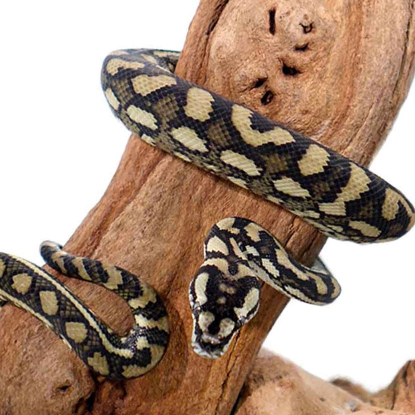 Baby Coastal Carpet Python | morph-mania-reptiles