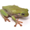 Thumbnail: Dumpy Tree Frog