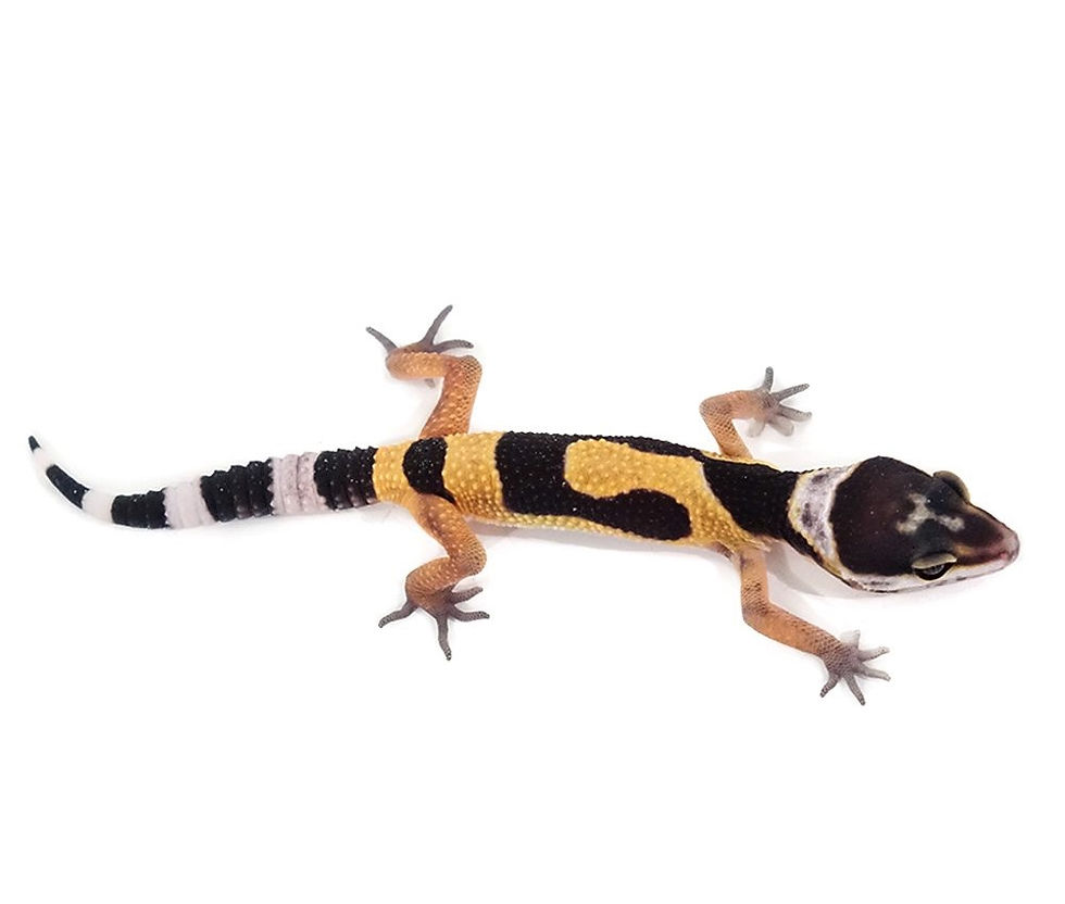 Thumbnail: Baby Normal Leopard Gecko