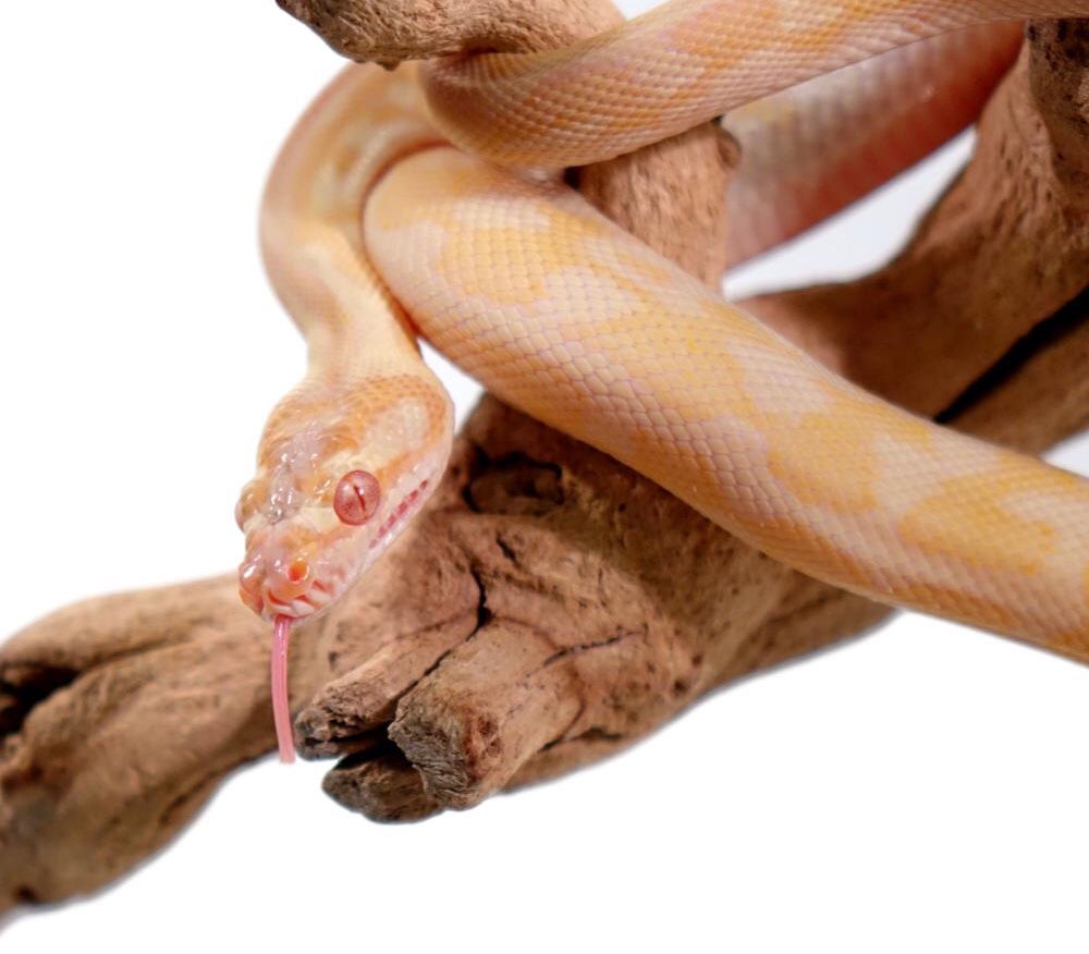 Baby Albino Darwin x Irian Jaya Carpet Python