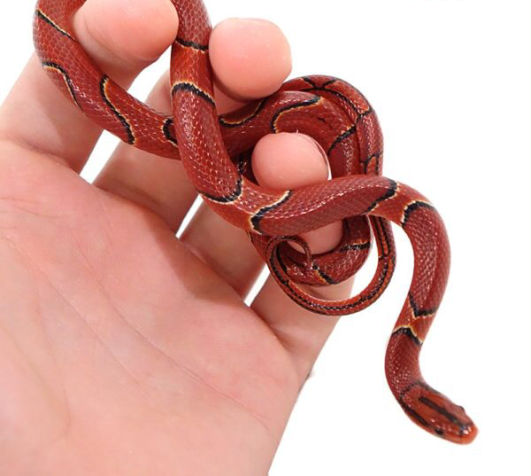 Thumbnail: Baby Broad Banded Mountain Ratsnake