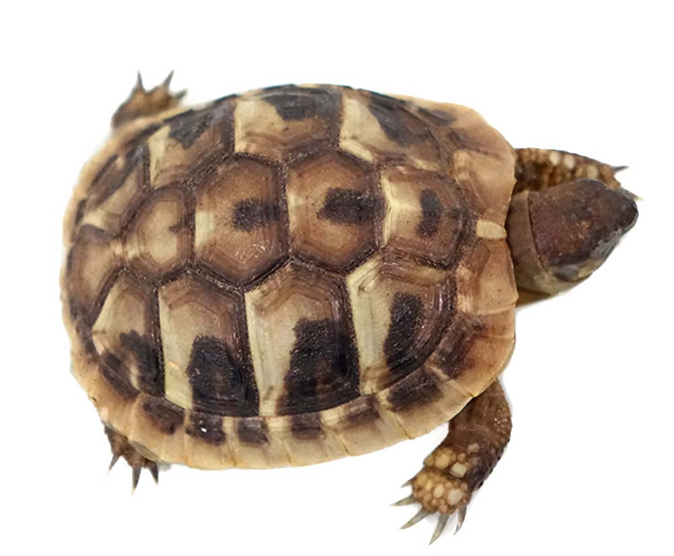 Thumbnail: Baby Hermann’s Tortoise