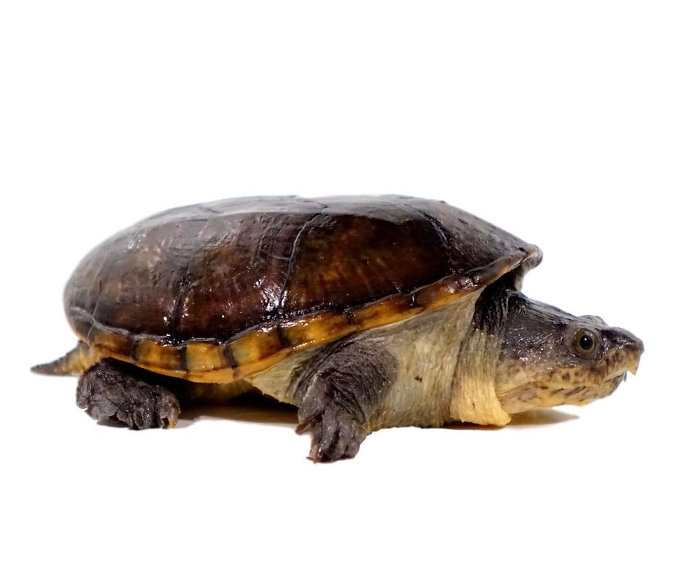 Narrow-Bridged Mexican Musk Turtle | morph-mania-reptiles