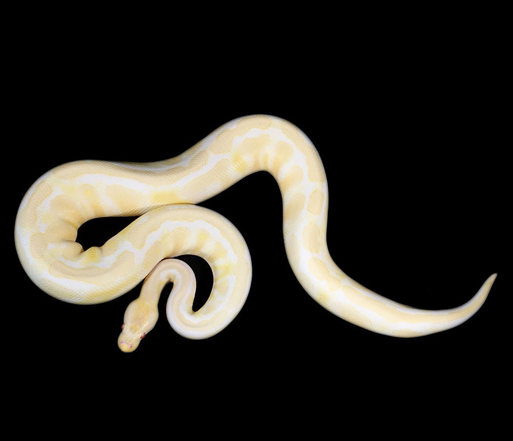 Albino Ball Python