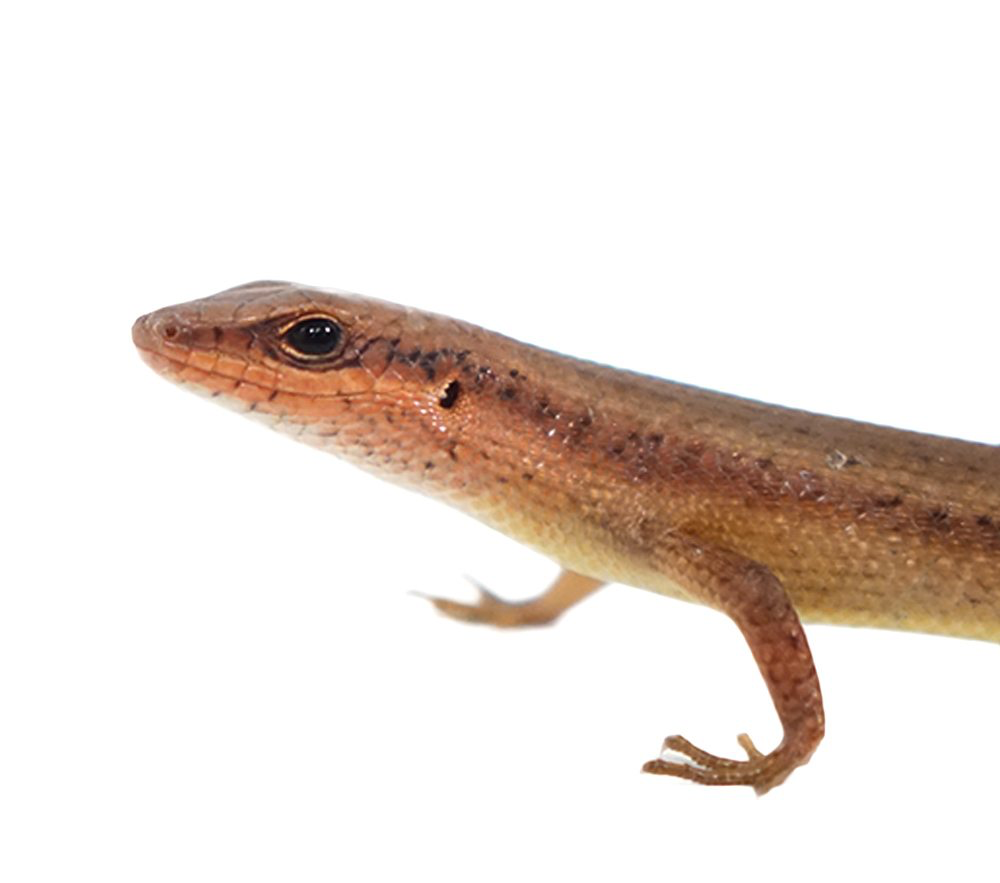Red Sided Skink