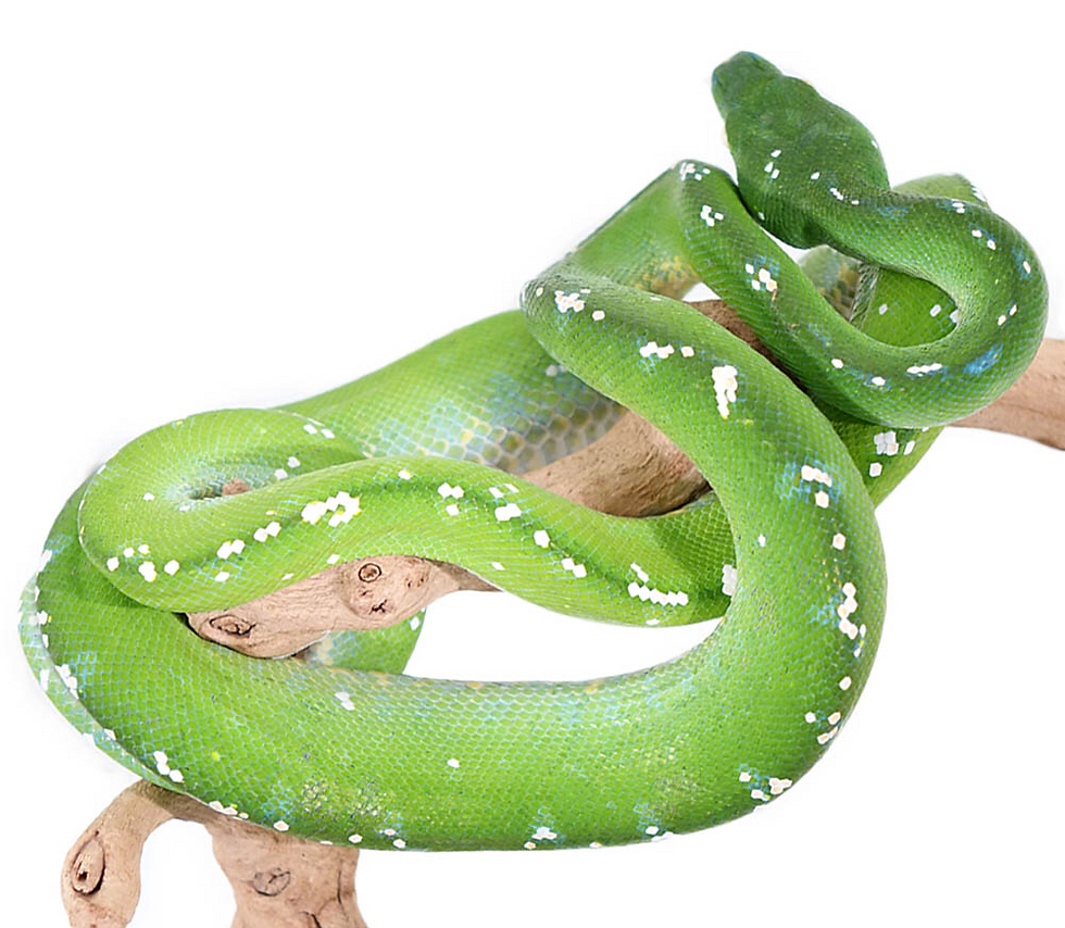 Thumbnail: Large Aru Green Tree Python