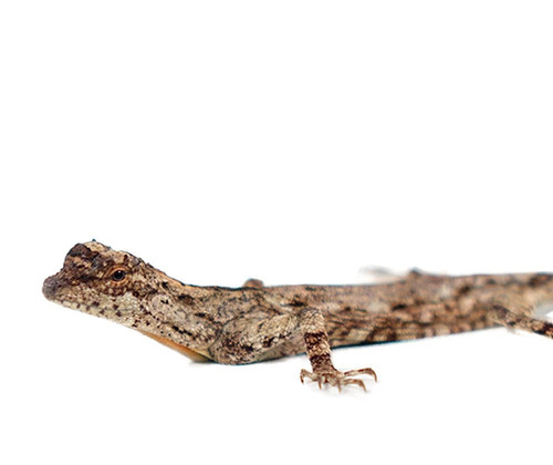 Lizard Leg Effects Flying Dragon ブースター Lizard Leg Effects Flying Dragon ブースター - メルカリ