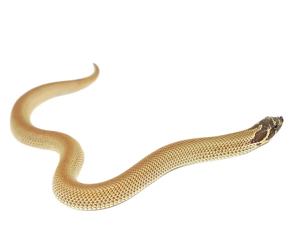 Thumbnail: Baby Purple Line Super Anaconda Hognose Snake