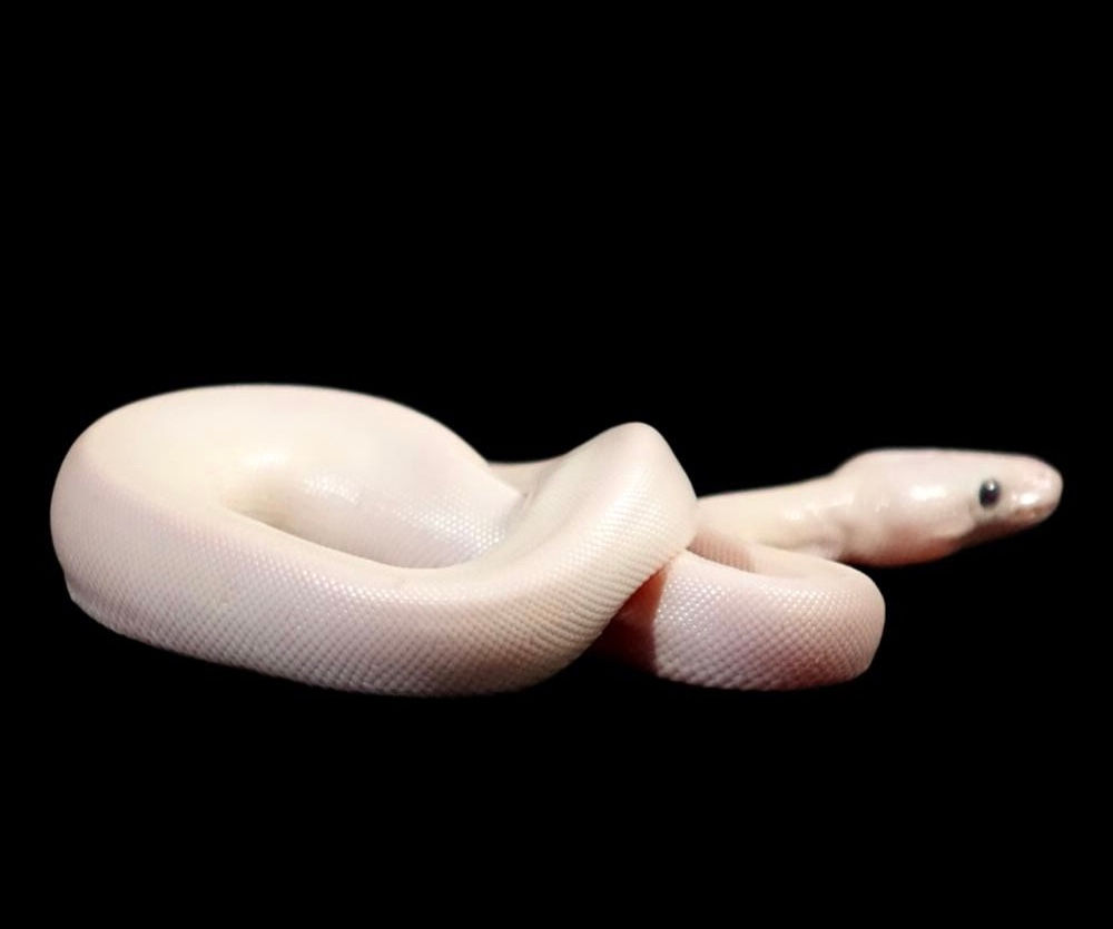 Baby Blue Eye Lucistic Ball Python