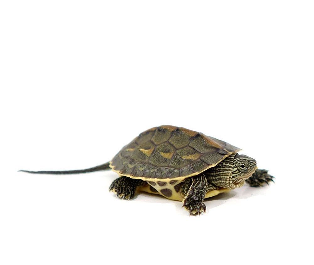 Baby Chinese Golden Thread Turtles