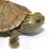 Thumbnail: Baby Geographic Map Turtle