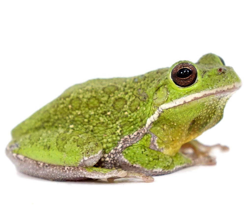 Barking Tree Frog