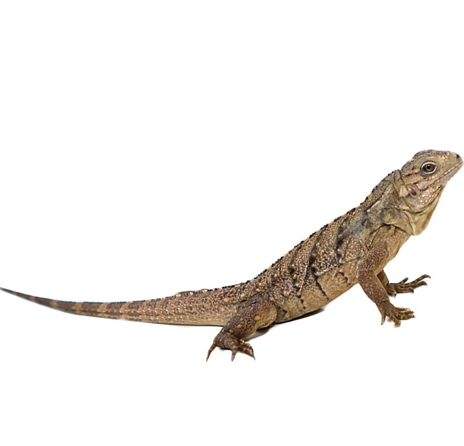 Thumbnail: Baby Grand Cayman Blue Iguana